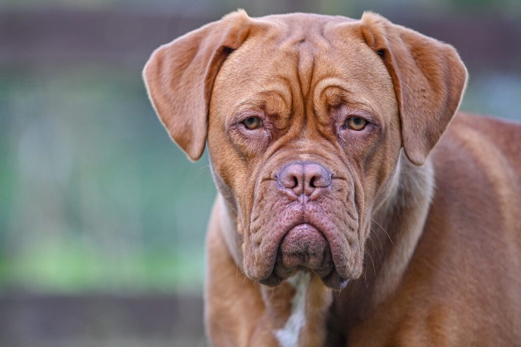 Beschreibung Vollspektrumöl für Hunde