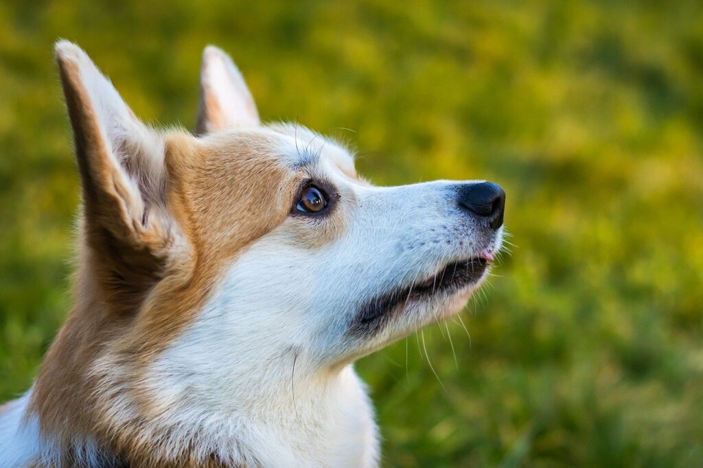 Die Geschichte von CBD in der Veterinärmedizin